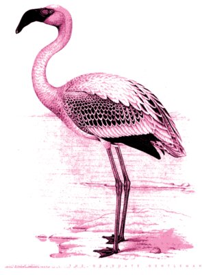 TGG Flamingo Art 1