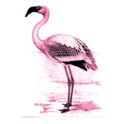 TGG Flamingo Art 1