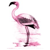 TGG FLAMINGO ART